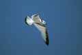 Моевка фото (Rissa tridactyla) - изображение №1428 onbird.ru.<br>Источник: www.seabirding.com